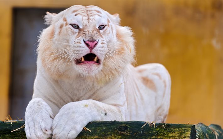 El tigre blanco del zoo, predator, la vida silvestre, de los tigres de