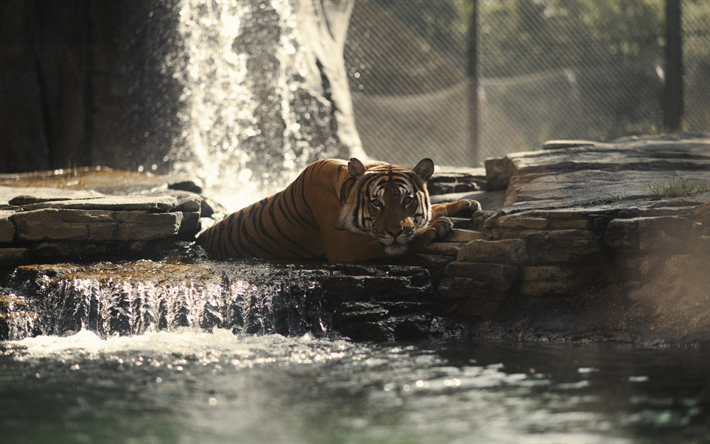 el tigre, el depredador, cascada, lago, animales salvajes