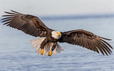 bald eagle, USA, wildlife, predator, mountain river, birds of prey, symbol of the USA
