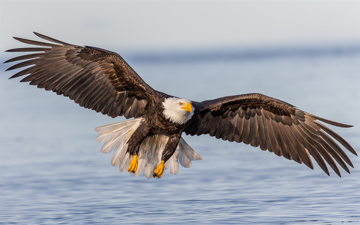 bald eagle, USA, wildlife, predator, mountain river, birds of prey, symbol of the USA