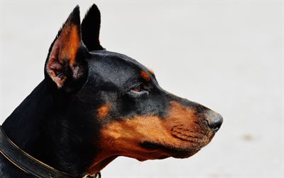 doberman, short-haired dog, profile, black dog, pets