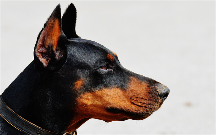 doberman, de pelo corto perro, el perfil, el perro negro, mascotas