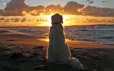 golden retriever, sea, pets, beach, cute animals, retriever, dogs, labrador