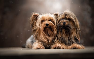 Yorkshire Terrier, two dogs, curly dogs, cute little animals, dogs