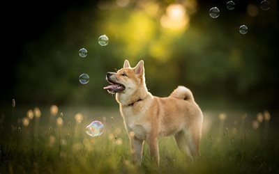 Akita Inu, filhote de cachorro, gramado, cachorros, floresta, animais de estima&#231;&#227;o, animais fofos, Akita Inu Dog