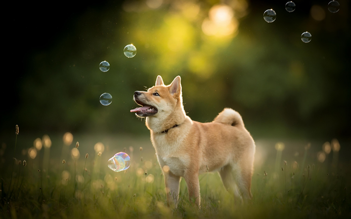 Akita Inu, cachorro, c&#233;sped, perros, bosque, animales dom&#233;sticos, animales lindos, Akita Inu Perro
