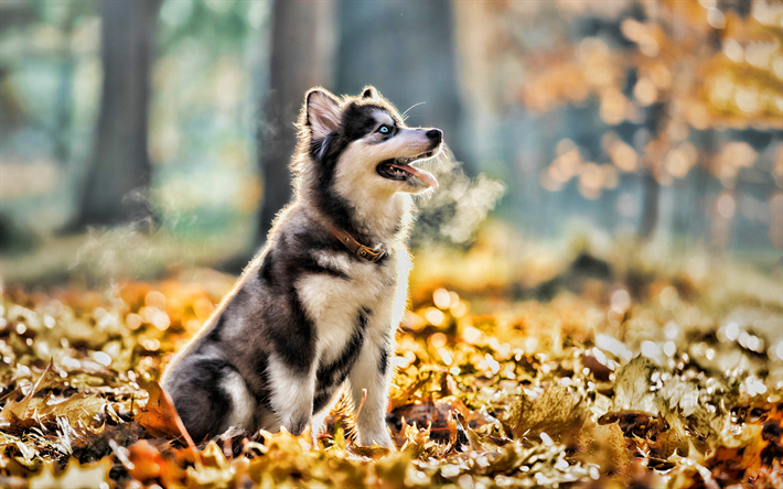 小さなハスキー, 秋, 子犬, ペット, かわいい動物たち, シベリアンハスキー, ハスキー, HDR, 犬