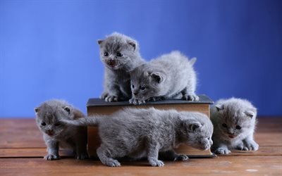 British shorthair gatinhos, animais fofos, cinza fofas de gatinhos, gatos