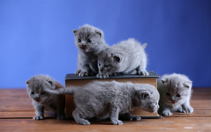 Download Wallpapers British Shorthair Kittens Cute Animals Gray