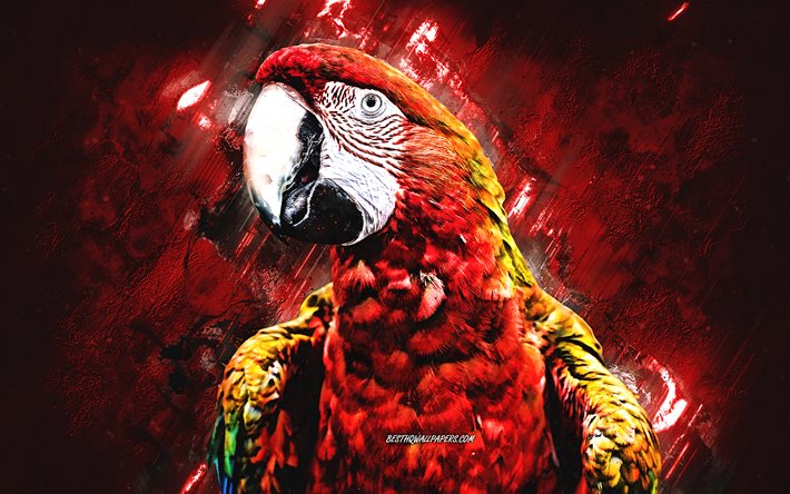 Arara-vermelha, papagaio vermelho amarelo-azul, arara, fundo de pedra vermelha, arte criativa, papagaios
