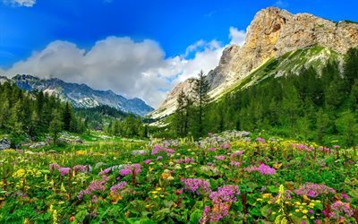 house in mountains, mountain landscape, the Alps, wildflowers, mountains