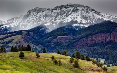 bosco, rocce, montagne, paesaggio di montagna, USA, Parco Nazionale di Yellowstone