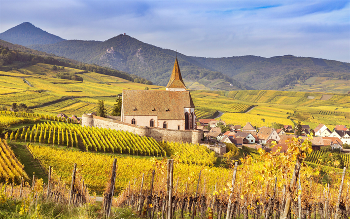 Europe, 4k, vineyards, autumn, Alsace, Hunawihr, France