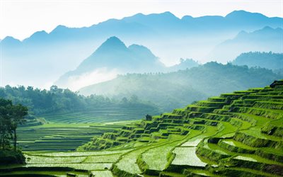 Vietnam, 4k, riso, campi, montagne, piantagioni di riso, paesaggio di montagna, campi verdi