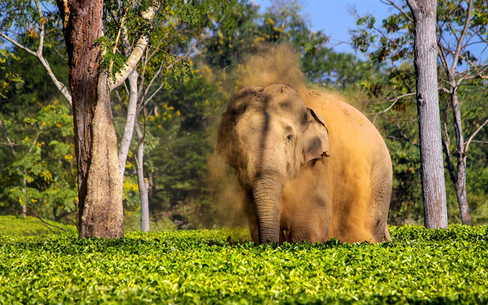 gran elefante, 4k, &#193;frica, la fauna, el polvo, la nube de polvo, los elefantes