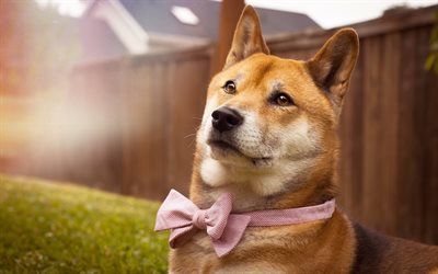 Shiba Inu, bow, pets, lawn, cute dog, summer, dogs, Shiba Inu Dog