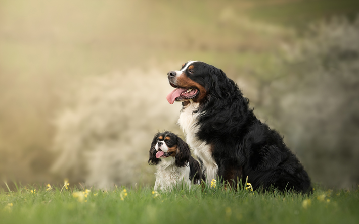 Perros de monta&#241;a suiza, Sennenhund, negro y rizado de perros, mascotas, animales divertidos, perros