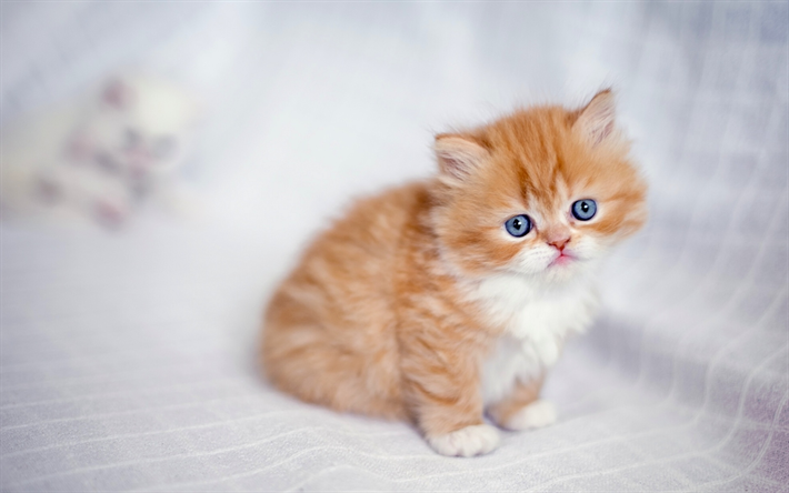 Gatto persiano, simpatici animali, gattino, occhi azzurri, zenzero gatto, gatti, close-up, i gatti domestici, animali, zenzero Gatto persiano, zenzero gattino persiano