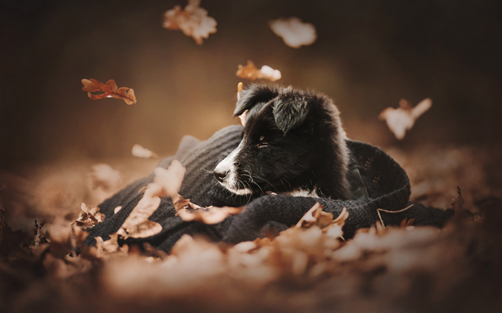 Border Collie, preto filhote de cachorro bonito, animais de estima&#231;&#227;o, outono, pequeno c&#227;o preto, filhotes