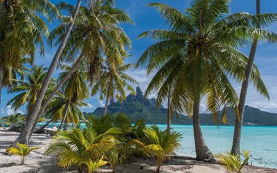 tropical island, beach, palm, summer, tourism, travel, Thailand