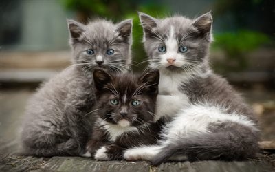 American shorthair kittens, pets, small cats, cute fluffy kittens, cats