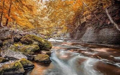 mountain stream, autumn, yellow trees, forest, yellow leaves, stones