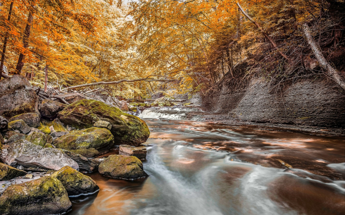 渓流, 秋, 黄色の木, 森林, 黄色の紅葉, 石