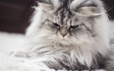 4k, Persian Cat, close-up, gray cat, fluffy cat, cats, domestic cats, pets, Persian