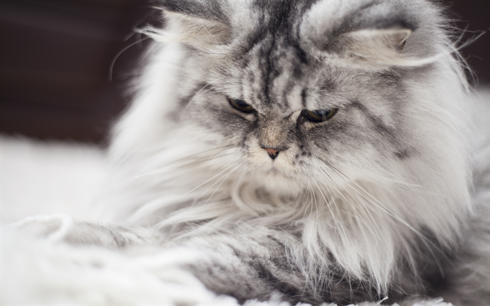 4k, Gato persa, close-up, el gato gris, esponjoso gato, los gatos, los gatos dom&#233;sticos, mascotas, persa