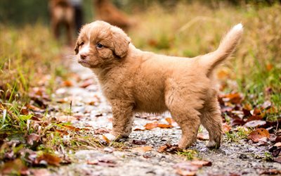 toller, little brown puppy, cute little dog, puppies, dogs, nova scotia duck tolling retriever