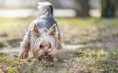 Yorkie, cute animals, lawn, Yorkshire Terrier, bokeh, pets, dogs, Yorkshire Terrier Dog
