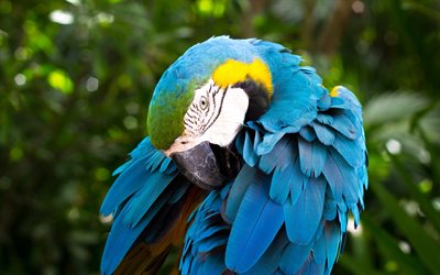 Blue-and-yellow macaw, beautiful parrot, birds, macaws, parrots, South America