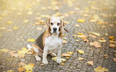 Beagle, autumn, cute dog, bokeh, pets, dogs, sad dog, cute animals, Beagle Dog