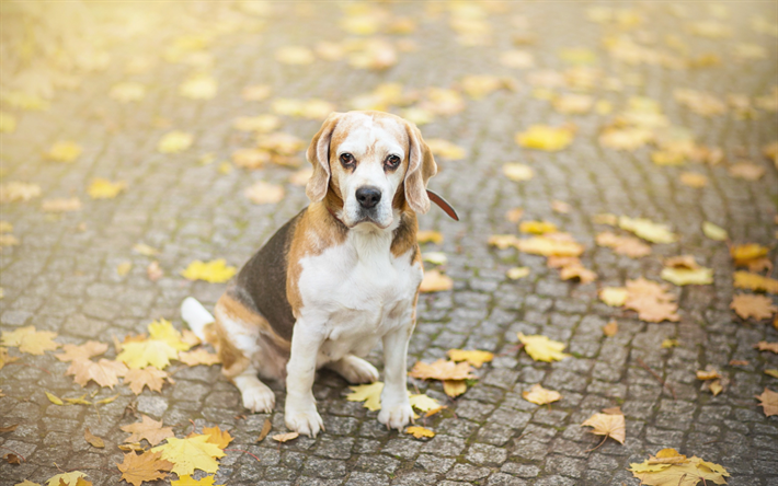 ダウンロード画像 ビーグル 秋 かわいい犬 ボケ ペット 犬 悲しい犬 かわいい動物たち ビーグル犬 フリー のピクチャを無料デスクトップの壁紙