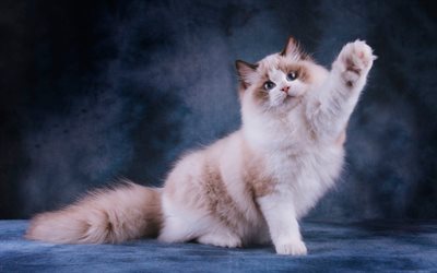 Ragdoll, fluffy cat, denectic cat, blue eyes, cats, pets, cute animals, Ragdoll Cats
