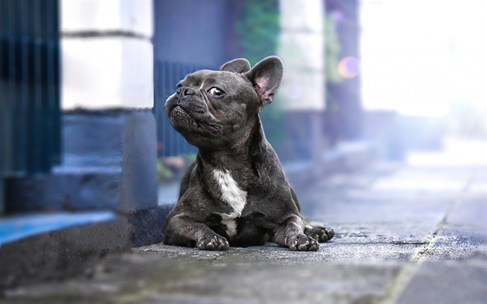 bulldog francese, divertente cagnolino grigio bulldog, animali domestici, cani