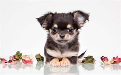 Chihuahua, close-up, dogs, puppy, black chihuahua, cute animals, pets, Chihuahua Dog