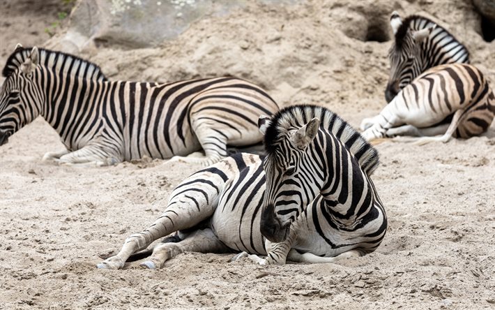 zebror, vilda djur, Afrika, liggande zebra, randiga djur, zebra