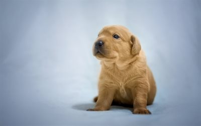 Cachorro Labrador Retriever, perro peque&#241;o, perro