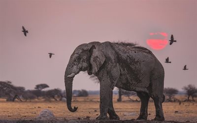 elefante de la sabana, África, puesta de sol, los elefantes