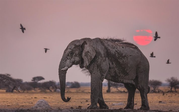 elefante de la sabana, &#193;frica, puesta de sol, los elefantes