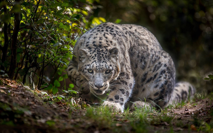 Snow leopard, wildlife, Irbis, wild cat, dangerous animals