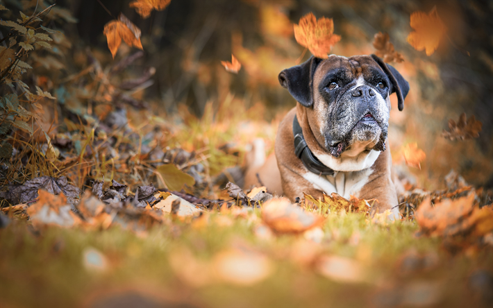 Boxer, dog, pets, autumn, yellow leaves