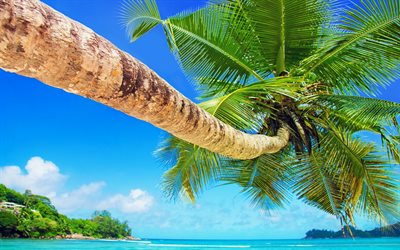 palm tree, tropical island, summer, sea, travel