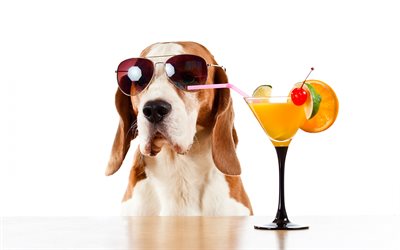 Basset Hound, dog, pets, dog with glasses, cocktails