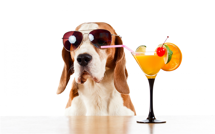 Basset Hound, dog, pets, dog with glasses, cocktails