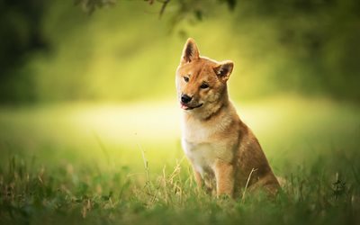 Shiba Inu, lawn, summer, puppy, bokeh, cute dog, pets, dogs, Shiba Inu Dog