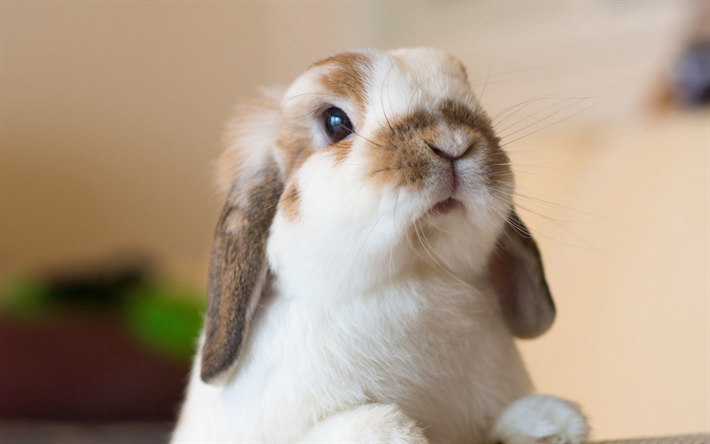 Download wallpapers rabbit, cute animals, white ears, fluffy white rabbit  for desktop free. Pictures for desktop free