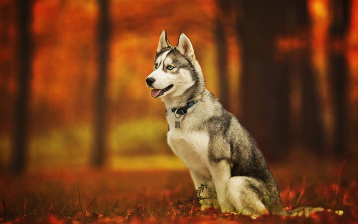 El Husky siberiano, el oto&#241;o, mascotas, animales lindos, bokeh, bosque, Husky, lindo perro, perros, Perro Husky Siberiano