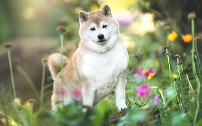 Siba Inu, puppy, cute animals, pets, ginger dog, forest, dogs